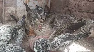 اللهم بارك وزد في ذالك #تربية_الدجاج_البلدي