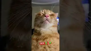 МЕДИТАЦІЯ НА ПОЗИТИВНИЙ ДЕНЬ! ❤️ЗВУК НА МАКСИМУМ! 😍#медитація #котик #україна #новини #shorts