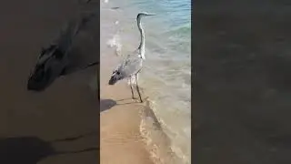 Сама невозмутимость...