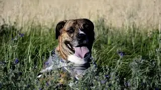 Find the pets you may have never seen before