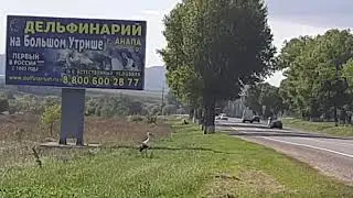Раевская-Анапа. Аисты не улители.