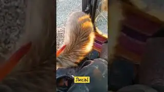 Лиса и Эксковатор!