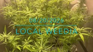 Mid-Flowering Heavy Defoliation? ✨ Sure! 