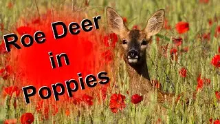 Wildlife magic: Red poppies and Roe deer with the OM-1 Mk2 and 150-600mm lens.