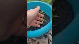 I'm a bloody Gardner now, me.