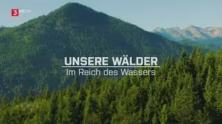 Unsere Wälder (3/3) - Im Reich des Wassers