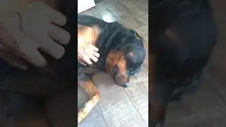 TE AMO TANTO E CADA DIA QUE PASSA AMO MAIS❤️🐶💞🐾🐾