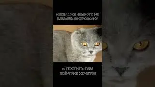 Котик Бантик🎀🐱