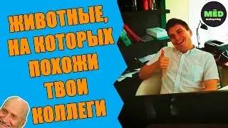 Животные, на которых похожи твои коллеги