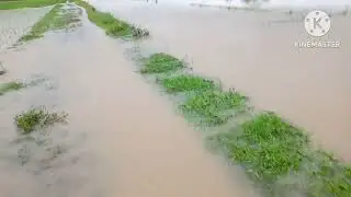 BANJIR MELANDA PERSAWAHAN DI DESA TEGALSARI