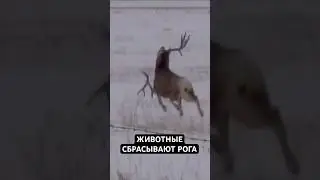 Сбрасывание Рогов у Животных