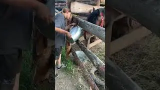 Дайте попить #конь