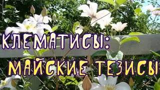 Клематисы: майские тезисы