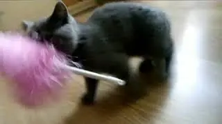 Мой кот