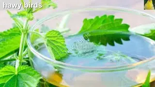 مستحلب الحريق النبات الذي يهيج الحسون وقت التزاوج