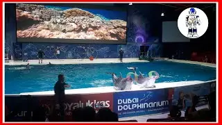 A Sneak Peak Of The Dubai Dolphinarium | ROBO PHOENIX