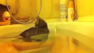 Кота купают ... прикол...