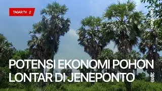 Potensi Ekonomi Pohon Lontar di Jeneponto | Tagar