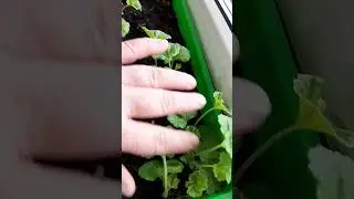 Прорастает пеларгония