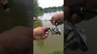 Щука в июле