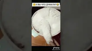 Кошку в тазеке прикол 😂😂😂