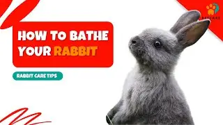 How to Bathe Your Pet Rabbit