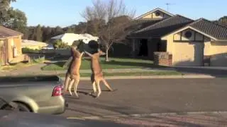 Kangaroo Fight - Eye Of The Tiger