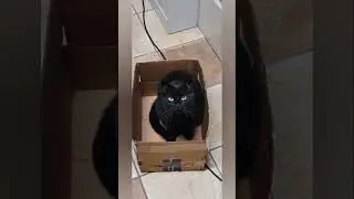 My phone made this cat short for me 😻