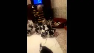 VIDEO0081