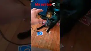 pretending to kill my cat with admin commands #shorts #cats #funny #fyp #kitten #laugh #halflife