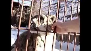 I touch snow leopard