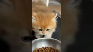 One must imagine the kitten happy