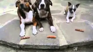 dog and sausage