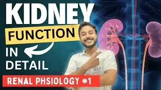 renal physiology mbbs 1st year | kidney function physiology | functions of kidney physiology
