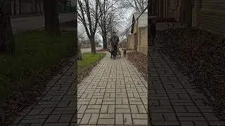 гуляйте с собаками