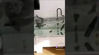 КОТ - это Шерстяная рыба!