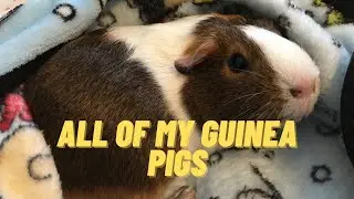All of my piggies! | Guinea Pig Videos