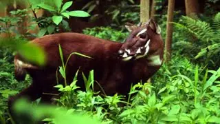 Saola