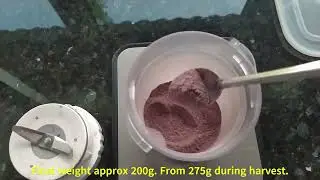 Black Ginger/Tumeric. How to process become powder and ready to use. #kunyithitam #blackturmeric