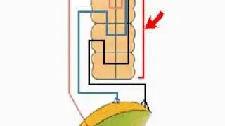How the Body Works : The Tongue