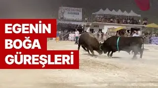 Ege’nin Boğa Güreşleri, Mini Belgesel