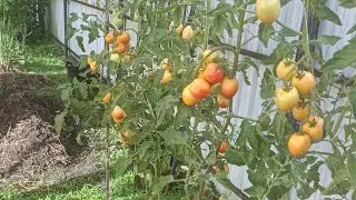 The most popular crop and easy to plant at home 🍅.  #tomato #growingtomatoes