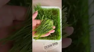 Рецепт - готовим-витаминный-коктейль-витграсс