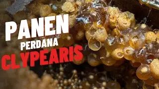 Panen Madu Klanceng Khas Pulau Lombok