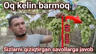 Oq uzum parvarishi, qogʻoz oʻrash jarayoni va Eng muhim maʼlumotlar.