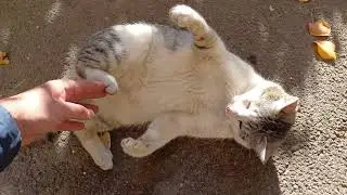 [4K] I am feeding the cute street cats daily