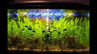 What to do if aquarium plants aren't growing? [100% How to Grow Aquarium Plants]
