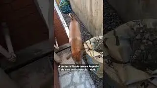 A Cachorra Nicole não deixa a Raquel passar. #pets #cachorrada #filhotesfofinhos