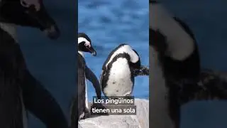 5 CURIOSIDADES EXTRAÑAS que NO sabías hace 20 segundos [2]