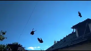 Голуби Черный бриллиант Рыбина В. А. Донецкие голуби.